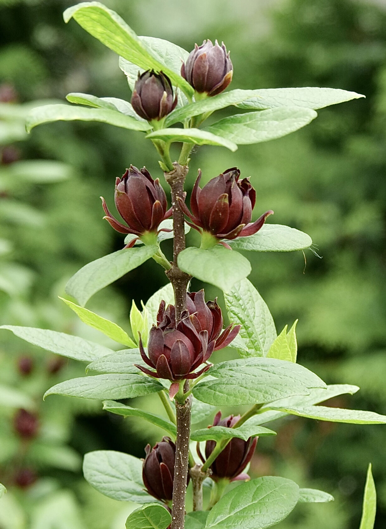 LIFE-HOME-ONGARDENING-2-MCT